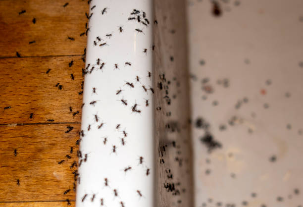 Spider Control Near Me in Walker, LA