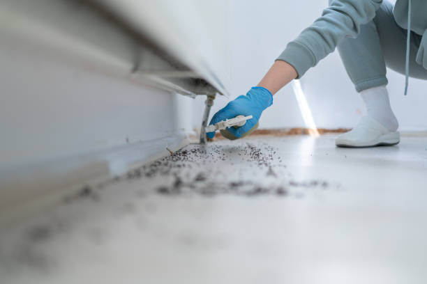 Best Termite Control Services  in Walker, LA