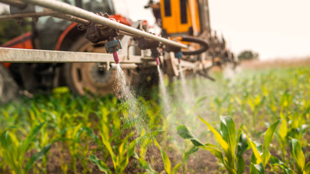 Best Ant Control Services  in Walker, LA